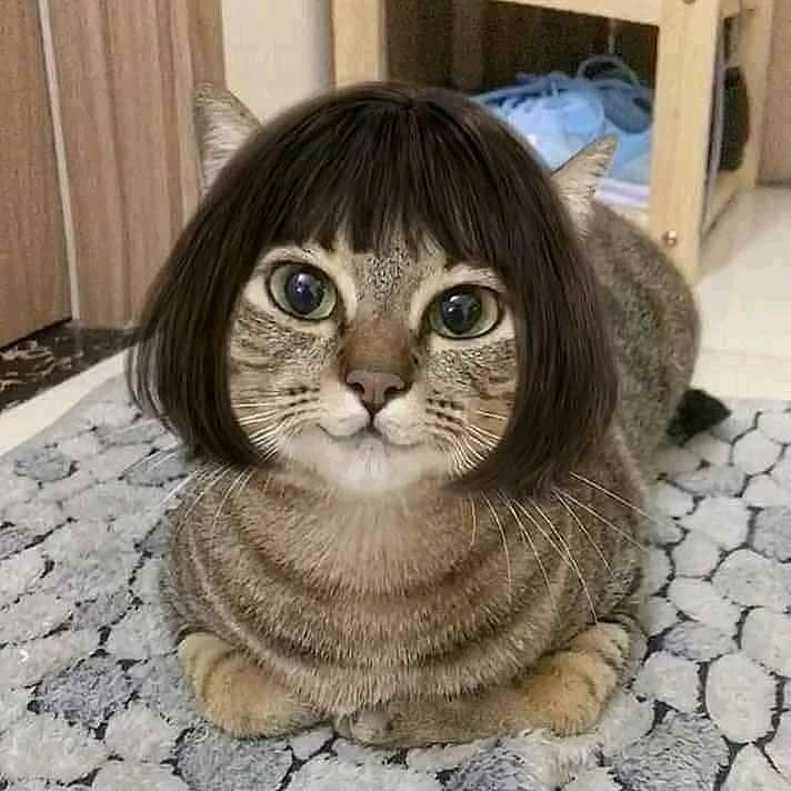 Cat wearing a short dark bob wig