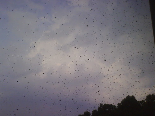 Bees flying outside the office