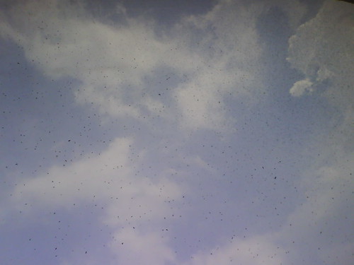 Bees gathered outside the office