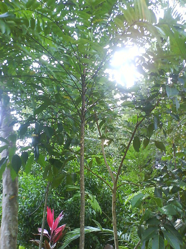 Ali’s Walking Stick tree