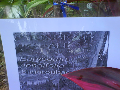 Eurycoma longifolia plant