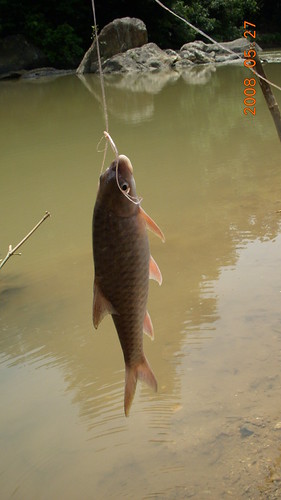 Ikan kelah fish
